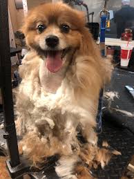 Shaggie pet grooming was established in march, 2006. Royal Pet Salon Home Facebook