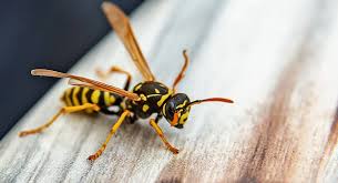 Understanding The Life Cycle Of Common And German Wasps.