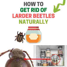 This is one way to get rid of weevils that works well. How To Get Rid Of Larder Beetles Naturally Home Kitchen And Garden Bugwiz