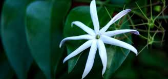 When in bloom, the flowers release a scent of sweet perfume. Garden Plants Angel Wing Jasmine Manufacturer From Kolhapur