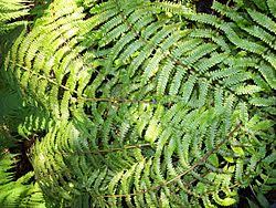 Image result for Pneumatopteris afra