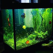 Akvaskejp Rastitelnyjakvarium Aquaplant Aquaplants Aquascaping Aquascape Plantedtank Plantedaquarium Waterplants Discus Discusfish Discu Akvaryumlar