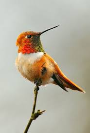 Birds Of Western Washington Rufous Hummingbird We Get These Here In Western Washington State Generally From The Start Of Spring Until The Mi Birds Beautiful Birds Pet Birds