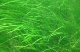 Image result for Zostera capensis