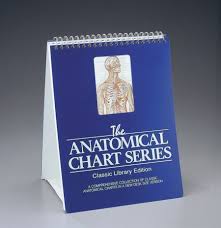 Anatomical Chart Series