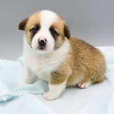 Most loyal and intelligent pembroke welsh corgi puppies are available for sale in indiana, michigan, ohio, and chicago at the best prices. Ohio Corgi Love Pups Home Facebook