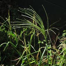 Image result for Digitaria milanjiana