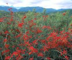 Image result for Cadaba glaberrima