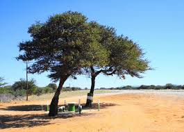 Image result for Acacia luederitzii