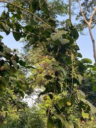 Image result for Sarcocephalus