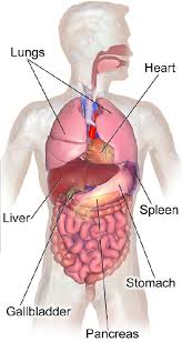 Find subtle abnormalities by using the sihouette sign. Abdomen Anatomy Definition Function Muscles Biology Dictionary