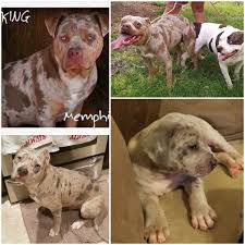 These happy, healthy, and loyal pup will make a great family pet. American Pit Bull Terrier Puppies For Sale Raleigh Nc 288295