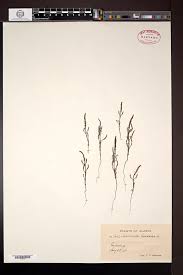 Image result for Salicornia pachystachya