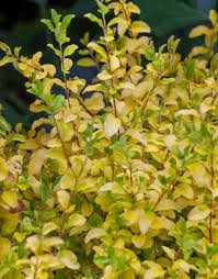 Image result for Ligustrum sinense