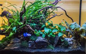 Betta tank is a beauty; Easy Planted Betta Tank Florida Aquatic Nurseries