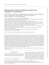 Image result for Ochna katangensis