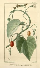 Image result for Cayaponia