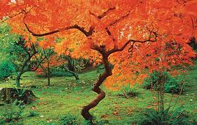 This is a small tree native to the eastern united states and canada, with. 10 Best Trees And Shrubs For Fall Color This Old House
