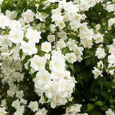 Fragrant flowers make the garden memorable. Fragrant Spring Flowering Privacy Hedges