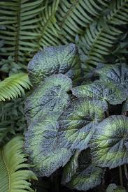 Image result for Begonia macrocarpa