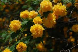 Image result for Kerria