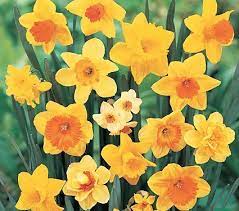 Bold Beauties Daffodil Mix White Flower Farm Daffodils Daffodil Bulbs