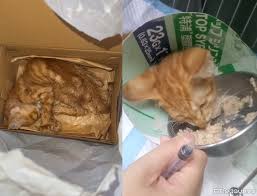 News source: ETtoday寵物雲