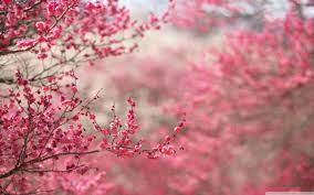 Cherry Blossom Wallpapers Hd Wallpaper Cave Desktop background desktop background from the above display resolutions for standart 4:3, standart 5:4, wide 21:9, dual screen wide, widescreen 16:10, widescreen 16:9, netbook, tablet, playbook, playstation, hd, android hd. cherry blossom wallpapers hd