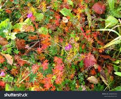 Image result for Geranium sanguineum Max Frei