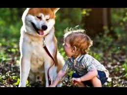 Low price · guinea pigs · 5 stars · health and safety The Carpenters Bless The Beasts And The Children Lyrics On Screen Youtube