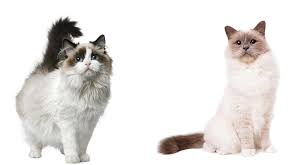 We also have a maine coon cat that shed very little in comparison. Birman Vs Ragdoll How To Choose Between Them