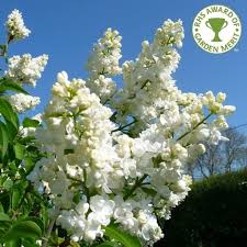 Check spelling or type a new query. Syringa Vulgaris Madame Lemoine Buy White Lilac Trees Bushes