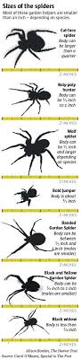 Household insecticides will kill black widows when they are hit directly with the spray. In Your Colorado Garden Spiders Are Mostly Superheroes Except One The Denver Post