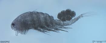 Image result for Otiophora inyangana