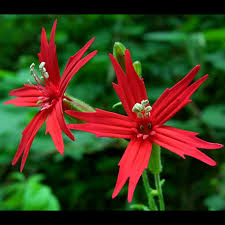 Image result for Silene