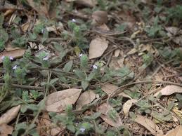 Image result for Nelsonia canescens
