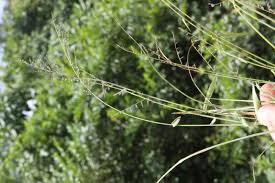 Image result for Urochloa comata