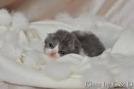 Animal pet cat cute feline. Attack Of The Cute Newborn Animals Kittens Cutest Baby Newborn Kittens