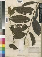 Image result for Bridelia atroviridis