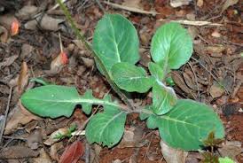 Image result for Gynura pseudochina