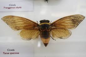 Image result for Kotschya speciosa