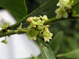 Image result for Mystroxylon