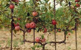 For most deciduous tree fruit, ower buds for the current season's crop were formed the previous summer. Training Fruit Trees
