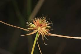 Image result for Rhynchospora rubra