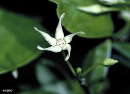 Image result for Vincetoxicum cernuum