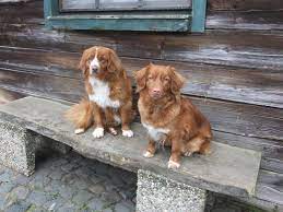 The mix—originally called the little river duck dog for the area where it was developed—may include a combination of spaniels, setters, retrievers, and collies. Elterntiere Labrador Retriever Verschiedene Farben Foxred Schwarz Schoko Blond Nova Scotia Duck Tolling Retrieverzucht Vom Haus Grafenbach Elterntiere