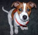 Terrier Mix | Furry Friends Rescue - Dog & Cats Adoption ...