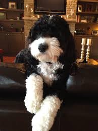 Black And White Aussiedoodle Full Grown Aussiedoodle All Grown Up And Beautiful I M Thinking I Need Cute Dogs Puppies Beautiful Dogs