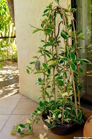 Check spelling or type a new query. How To Grow String Of Hearts A Sweet Succulent Like Trailing Houseplant