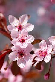 Pink Cherry Blossom In Full Bloom Spon Cherry Pink Blossom Bloom Full Ad Cherry Blooms Cherry Blossom Flowers Cherry Flower